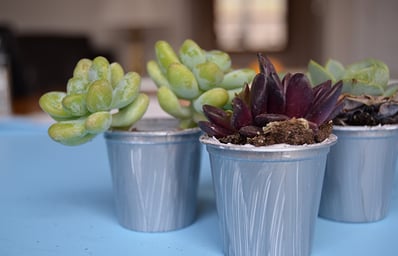 Succulents