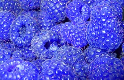 blue raspberry 5