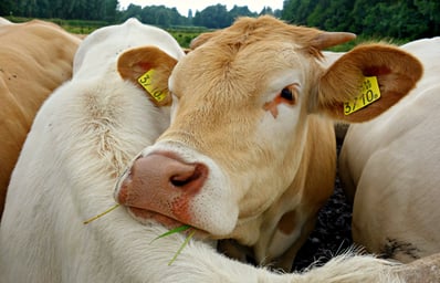cow 1472080 1920