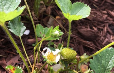 strawberry 5