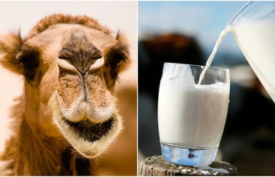 camelmilk