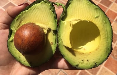 Avocado6