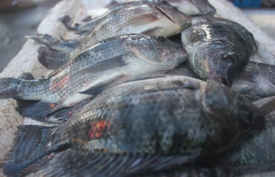 Fresh Buhi Tilapia