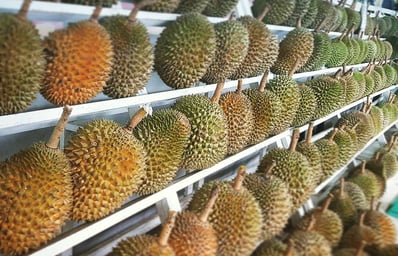 durian