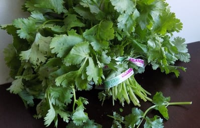 cilantro 3 msu spoon university