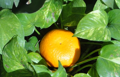 orange