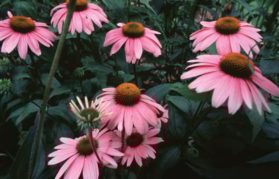 echinacea