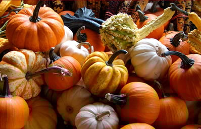 pumpkinsandgourds top