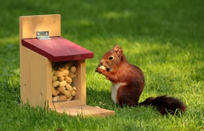 animal peanuts pet 34109
