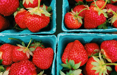 johnson's farm strawberry picking