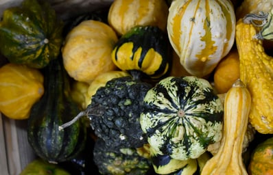 nonpumpkin12