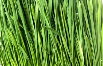 Microgreens 2772