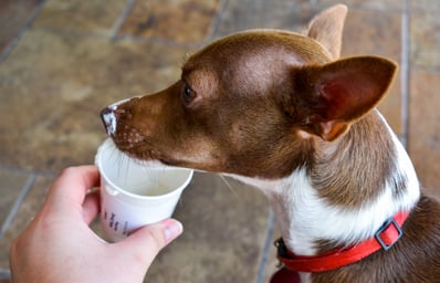 chowingonpupp