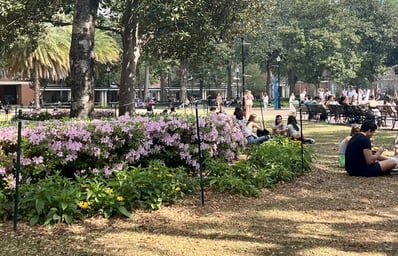 flowers