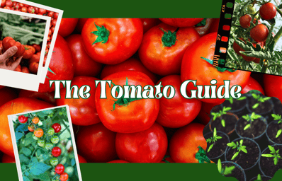 guidetogrowingtomatoes