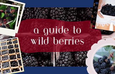 guidetowildberries