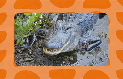 alligatorualabama