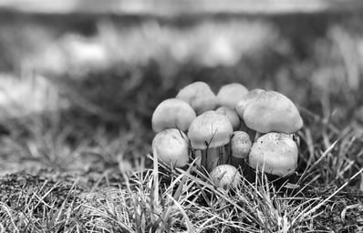 Mushroom