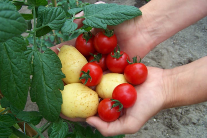Scientists Have Created a Tomato and Potato Plant Hybrid, Because Fries and  Ketchup