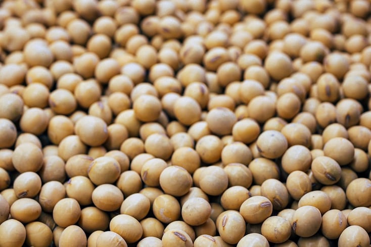 Soybeans Are Subsidized By The Government, & Here's What That Means For You 5 photo 1639843606783 b2f9c50a7468?blend=000000&blend alpha=10&blend mode=normal&blend w=1&crop=faces%2Cedges&h=630&mark=https%3A%2F%2Fimages.unsplash.com%2Fopengraph%2Flogo.png&mark align=top%2Cleft&mark pad=50&mark w=64&w=1200&auto=format&fit=crop&q=60&ixid=M3wxMjA3fDB8MXxhbGx8fHx8fHx8fHwxNzExMjM3MTU5fA&ixlib=rb 4.0