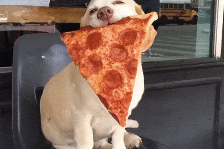 giphy s