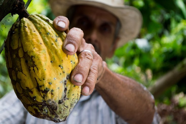 cocoa man colombia peasant 50707