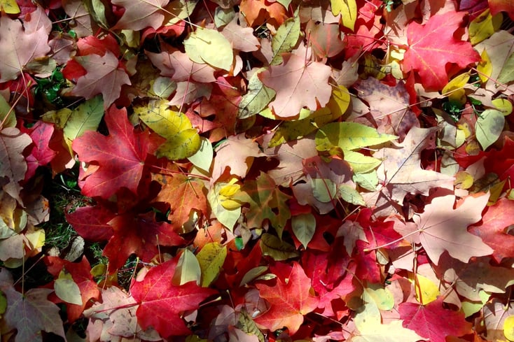 Leaves with Shadows