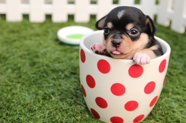 chihuahua dog puppy cute 39317