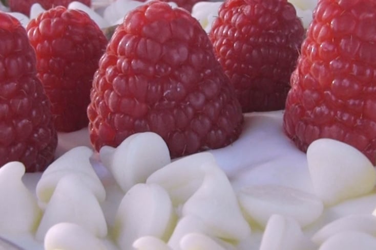 YogurtBark Featured