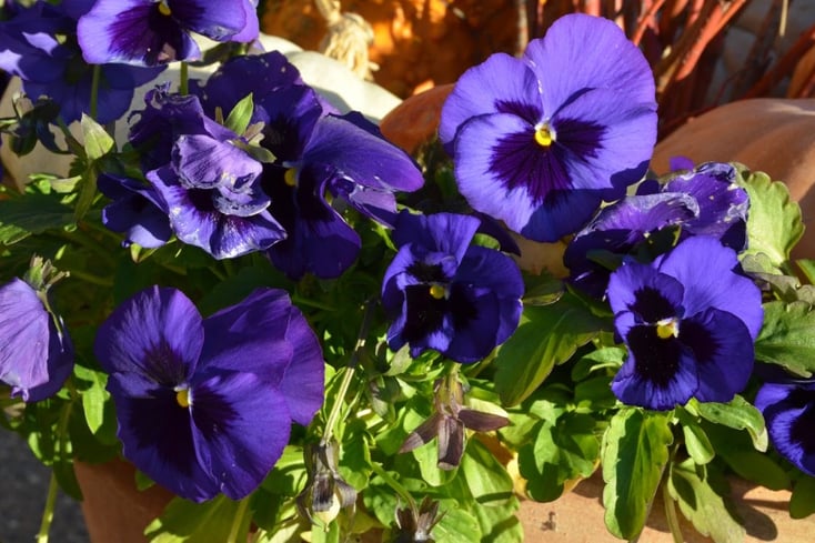pansy su