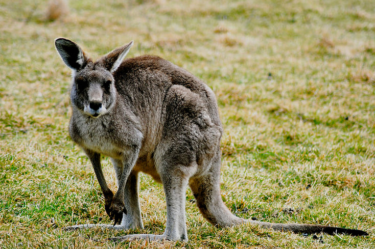 800px Unidentified kangaroo Blue Mountains New South Wales Australia 8