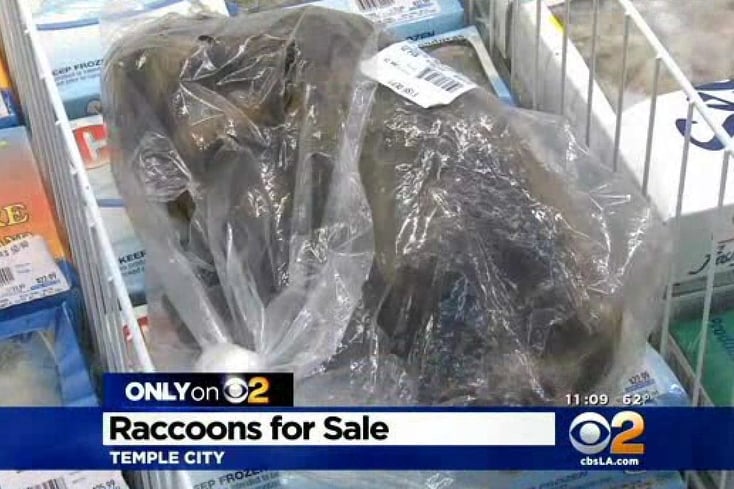 la me ln raccoon supermarket investigation 20150211