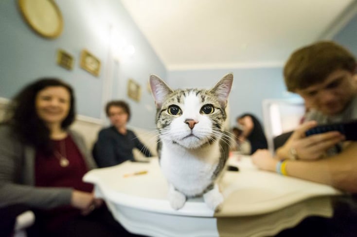 Cat Cafe 006