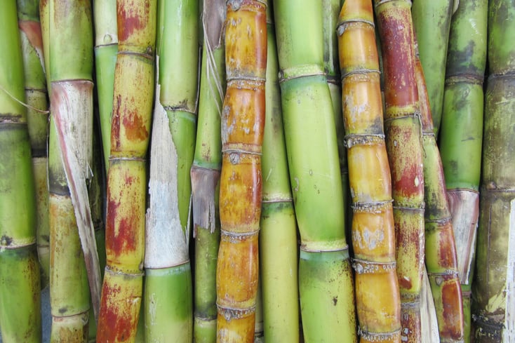 Sugar Cane You Can Eat Raw IMG 2248