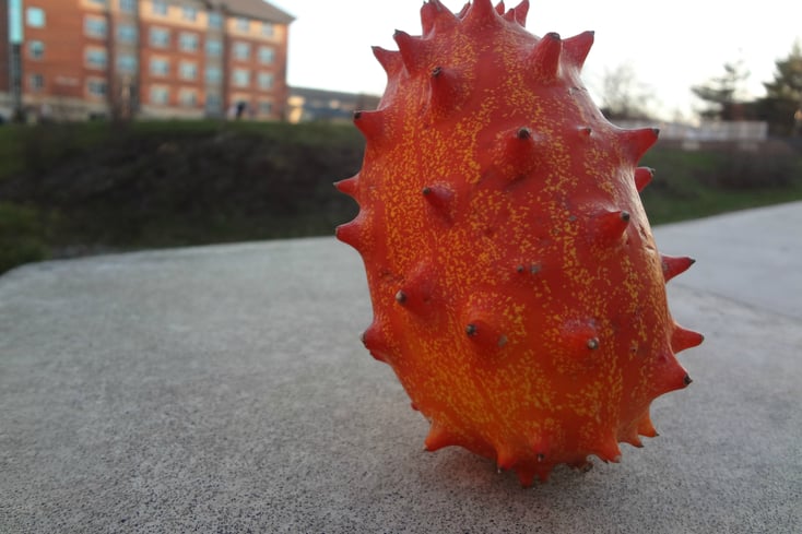 K Melon pic