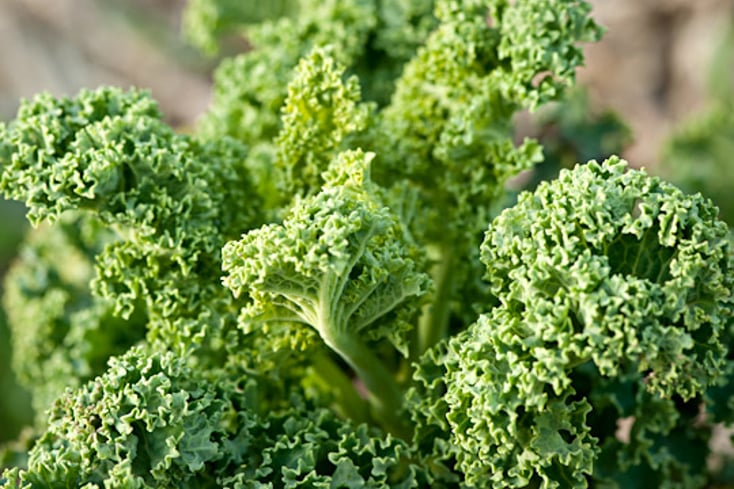 kale plant