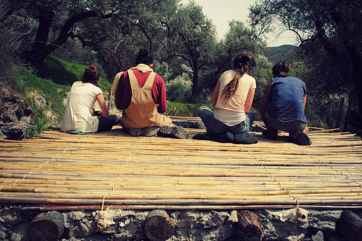 Olive orchard