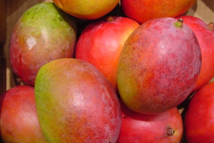 product foods fruits mango large