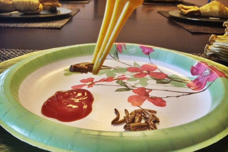 bug plate