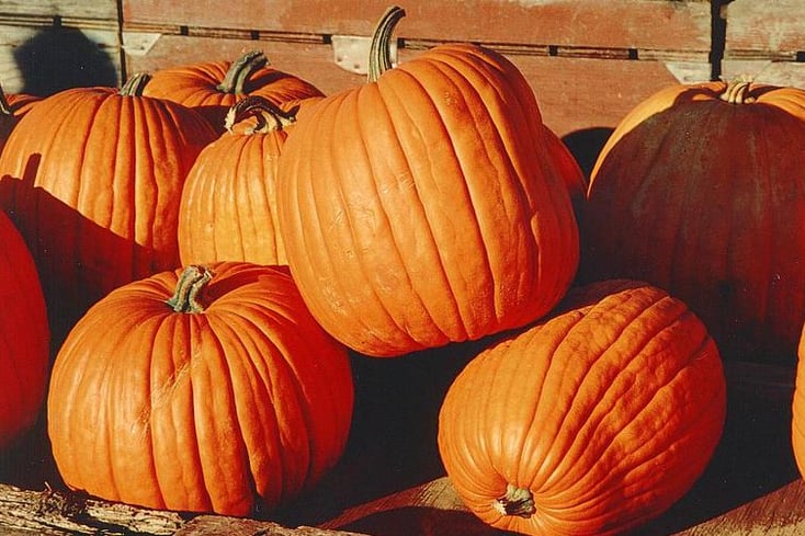Pumpkins Wikipedia