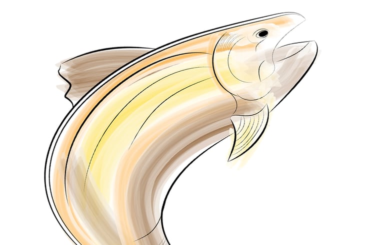 17 fish