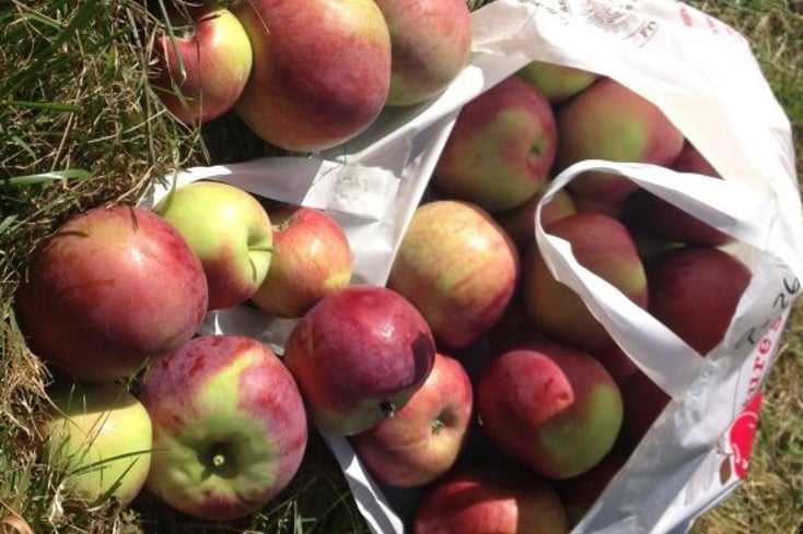 apples2 e1443502909606