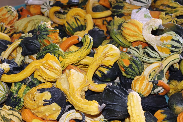 lotta gourds