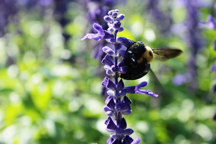 Bee3