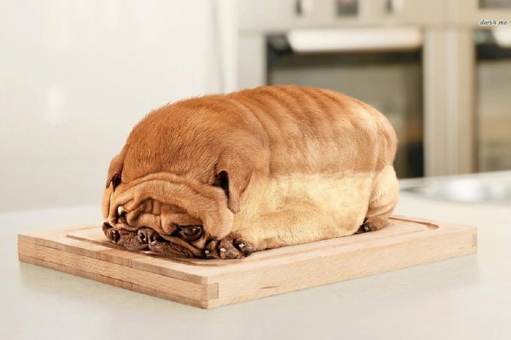 12727 pug bread 1280x800 animal wallpaper
