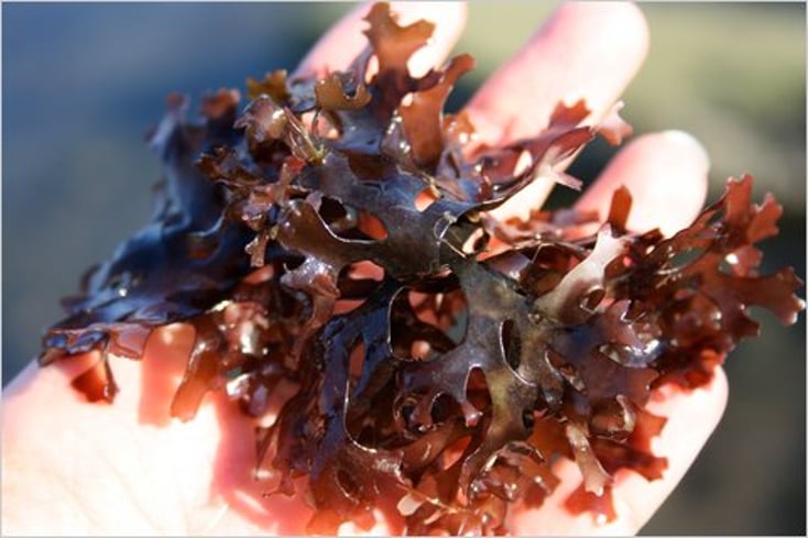 Irish Moss