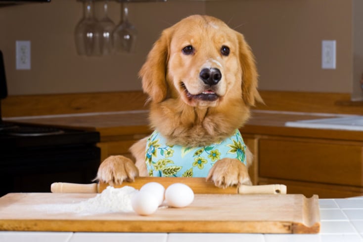 Dog Preparing Dinner e1381246128835