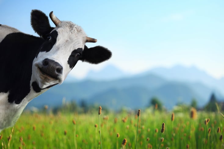 Funny cow on a green meadow