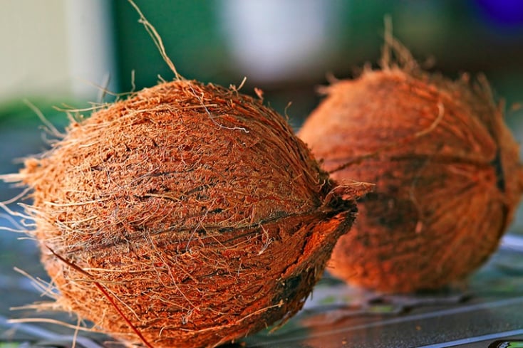 coconut1