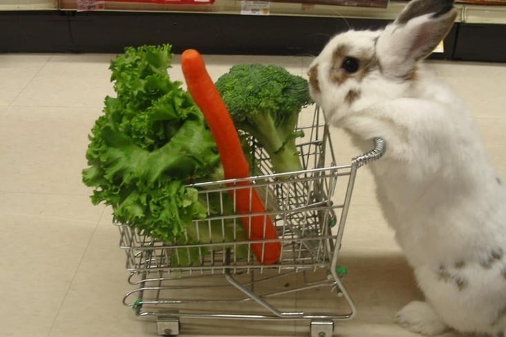 Bunny with carrots
